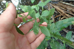 Physostegia purpurea