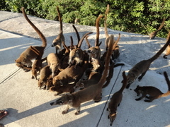 Nasua narica nelsoni