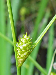 Carex remota