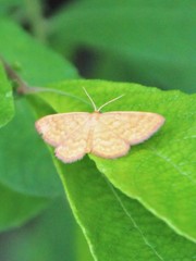 Idaea serpentata