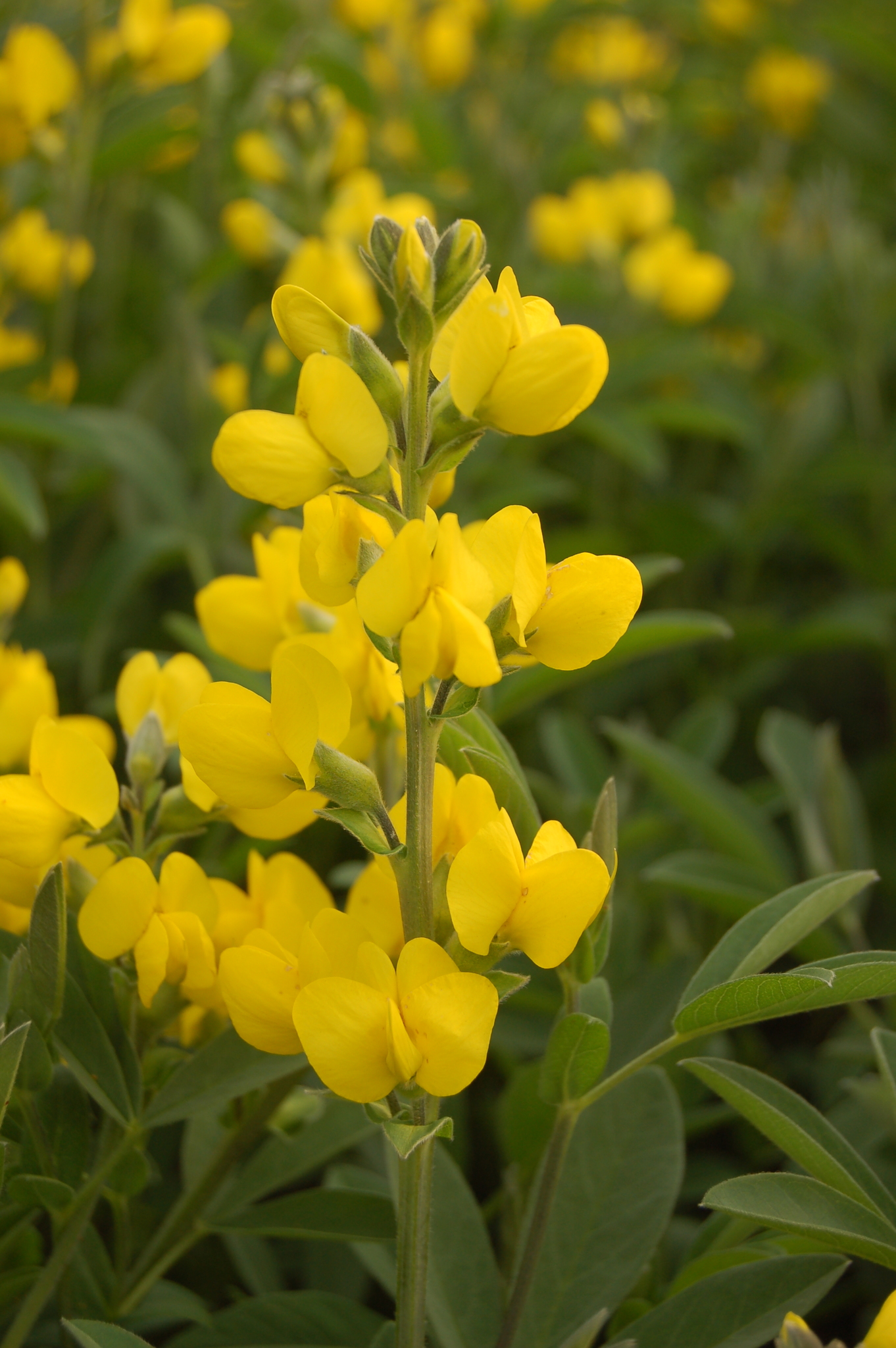 Thermopsis montana