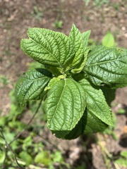 Salvia