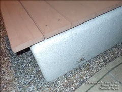 Heteropoda venatoria