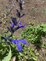 Salvia