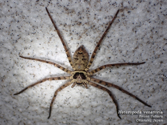 Heteropoda venatoria