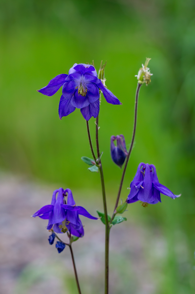 Aquilegia vulgaris