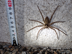 Heteropoda venatoria