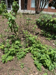 Salvia