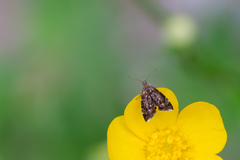 Prochoreutis sehestediana