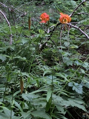 Lilium pardalinum pardalinum