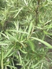 Hippophae