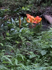 Lilium pardalinum pardalinum