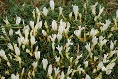 Astragalus brevifolius