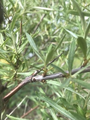 Hippophae