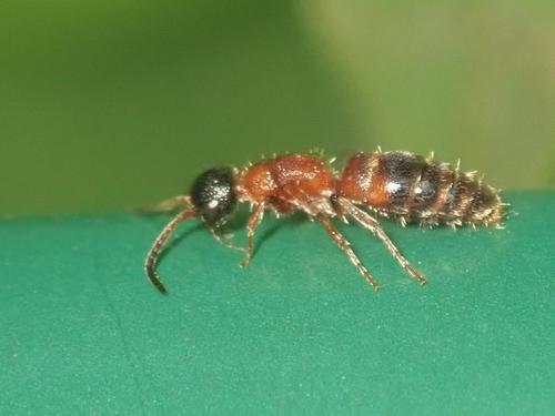 Myrmosa atra subsp. erythrocephala