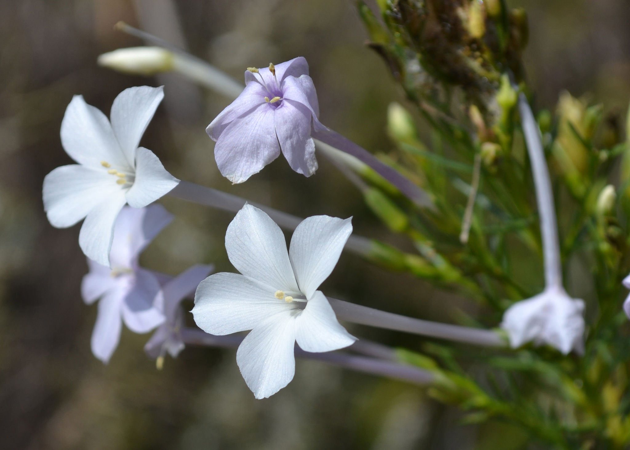 Ipomopsis longiflora