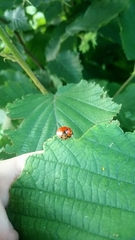 Harmonia axyridis