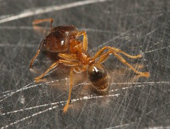 Pheidole megacephala
