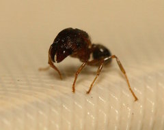 Pheidole megacephala