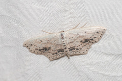 Scopula cacuminaria
