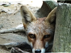 Vulpes vulpes japonica