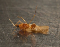 Pheidole megacephala