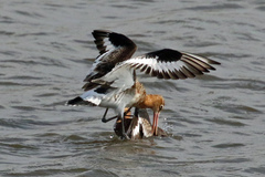 Limosa limosa