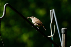 Troglodytes aedon aedon