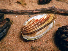 Pyganodon lacustris