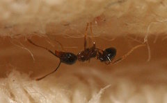 Pheidole megacephala
