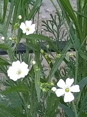 Moehringia lateriflora