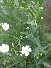 Moehringia lateriflora