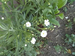 Moehringia lateriflora