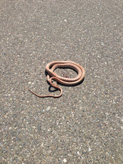 Masticophis flagellum piceus