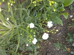 Moehringia lateriflora