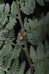 Leiobunum nigropalpi