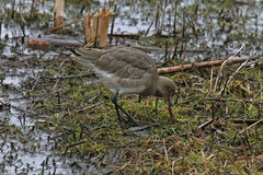 Limosa limosa