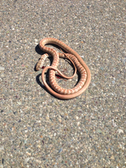 Masticophis flagellum piceus