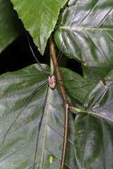 Leiobunum nigropalpi