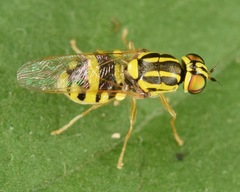 Oxycera variegata