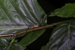 Leiobunum nigropalpi