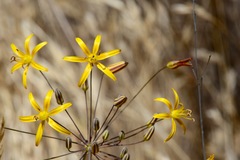 Bloomeria crocea aurea