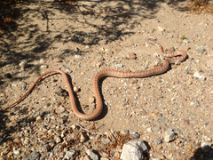 Masticophis flagellum piceus