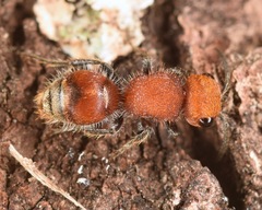 Pseudomethoca vanduzei