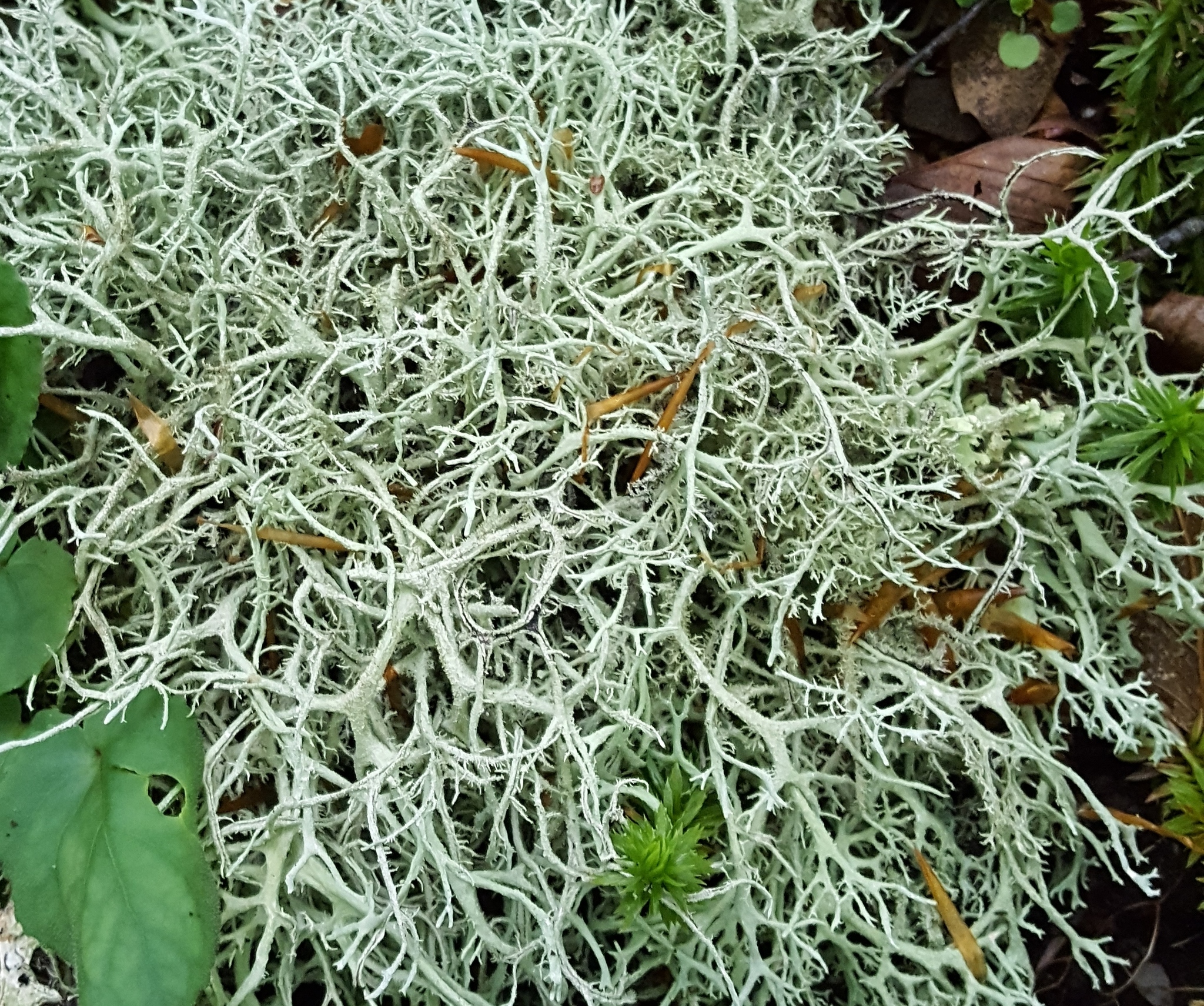 Pseudevernia consocians image
