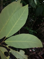 Aspidosperma myristicifolium