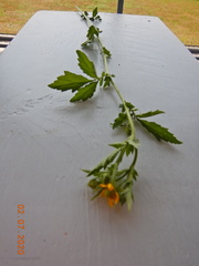 Geum × aurantiacum