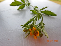 Geum × aurantiacum