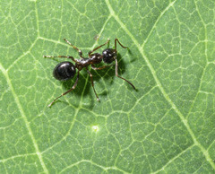 Formica neogagates