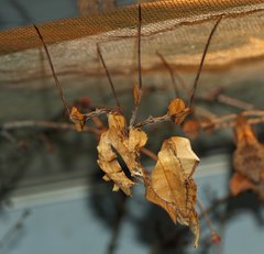 Idolomantis diabolica